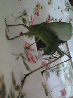 IMG0266A.jpg