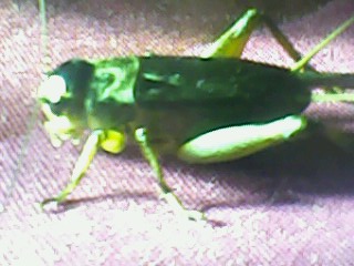 IMG0657A.jpg