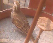 IMG0088A.jpg