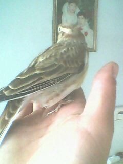 IMG0183A.jpg