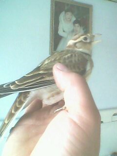 IMG0181A.jpg