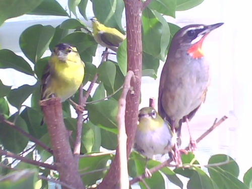 IMG0367A.jpg