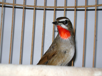 DSC02701_副本.jpg