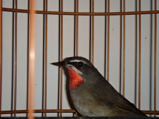 DSC01232.JPG