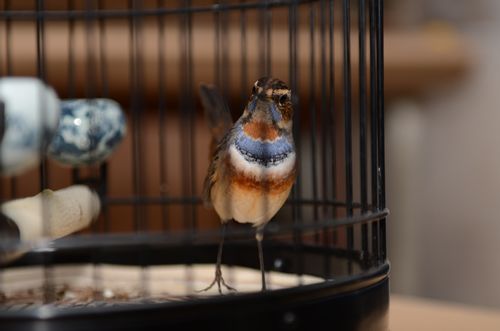 DSC_4484.jpg