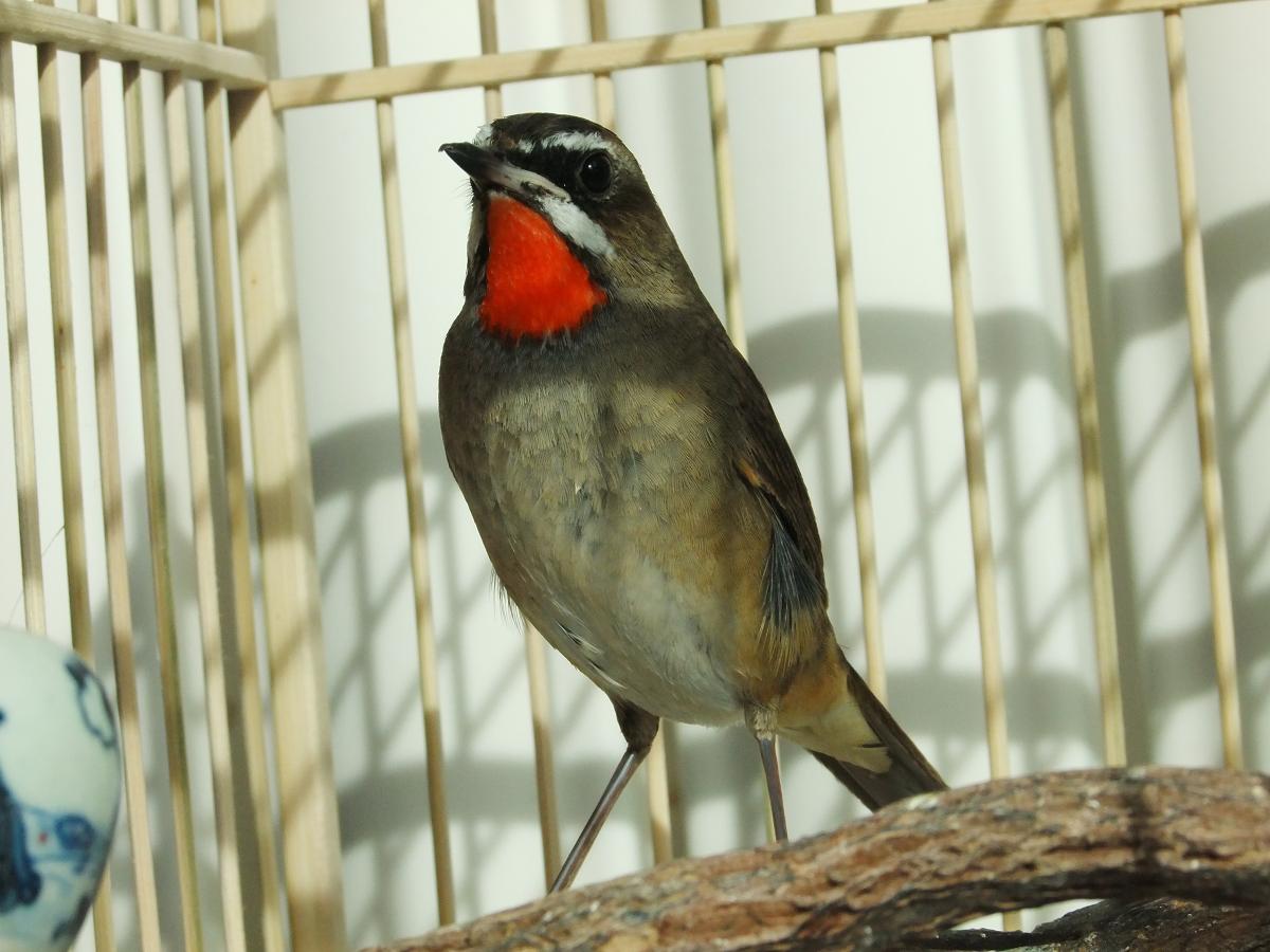 DSCF6329.jpg