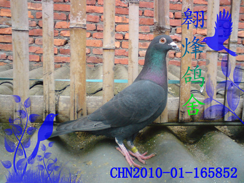 chn2010-01-165852_副本.jpg
