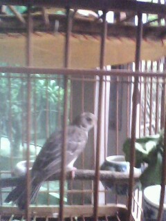 IMG0127A.jpg