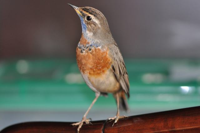 DSC_0915.JPG