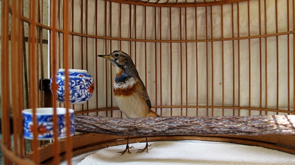 conew_img_0973.jpg