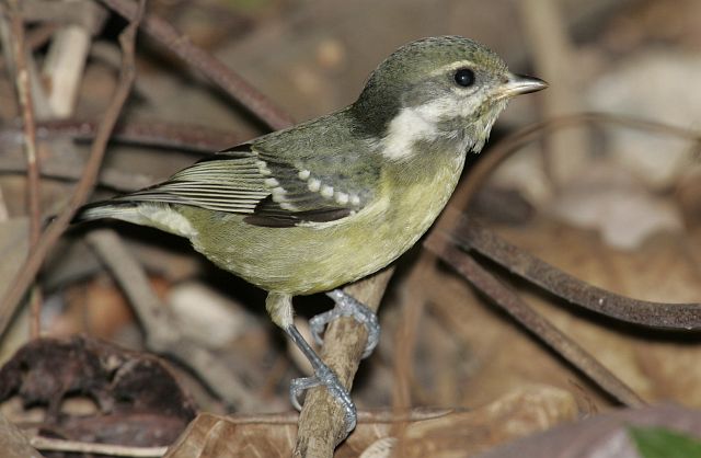 yellow_bellied_tit_3_mh.jpg