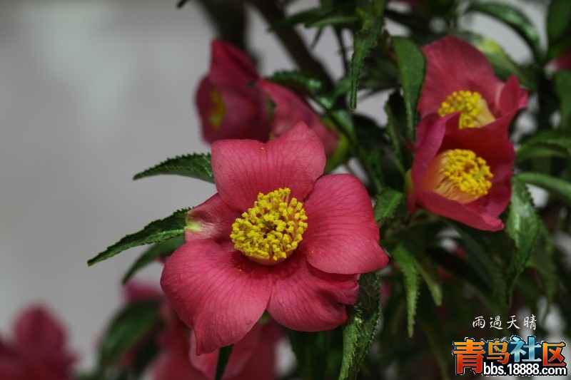 conew_dpp_00057.jpg