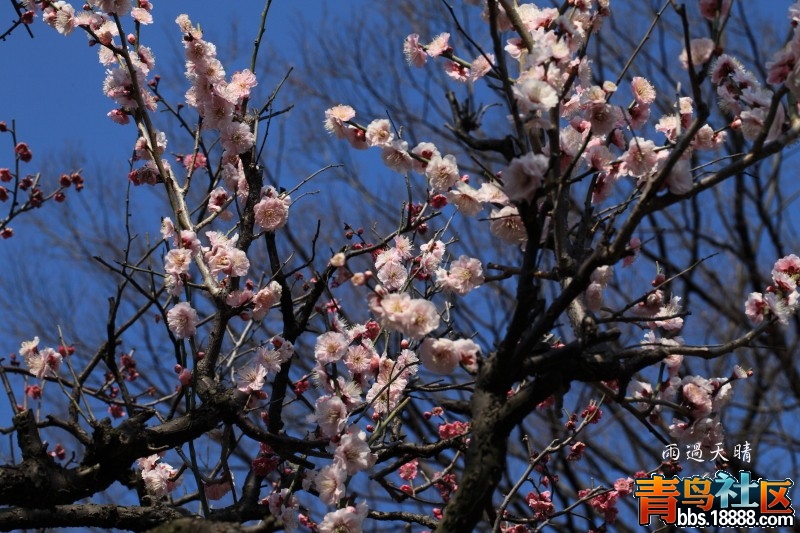 conew_dpp_00050.jpg