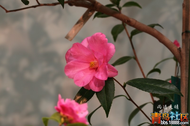 conew_dpp_00087.jpg
