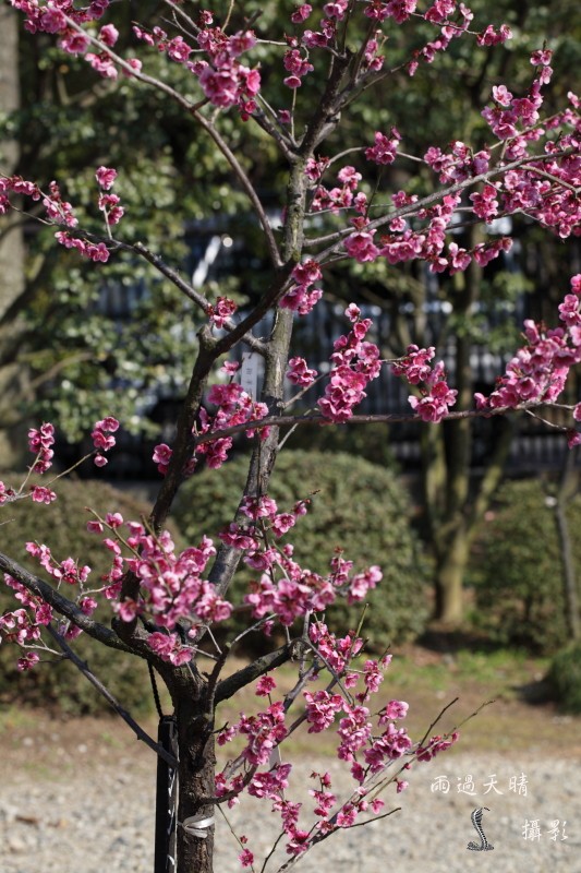 conew_dpp_00042.jpg