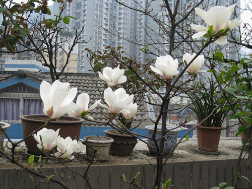 IMG_1646_副本.jpg