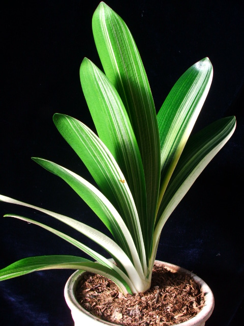 DSCF4735.JPG