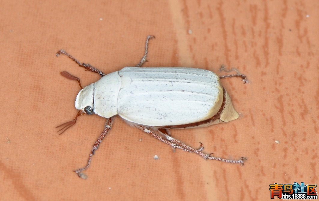 甲虫5.jpg