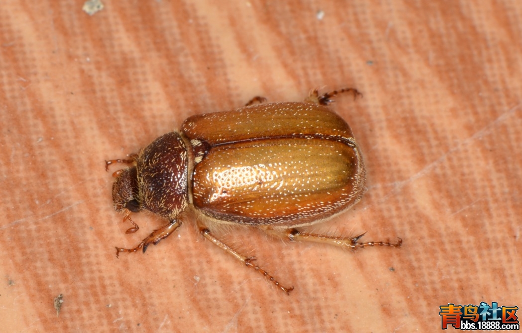 甲虫6.jpg