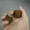 核桃100.gif
