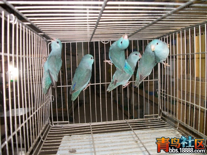 psuCABYZSQH.jpg