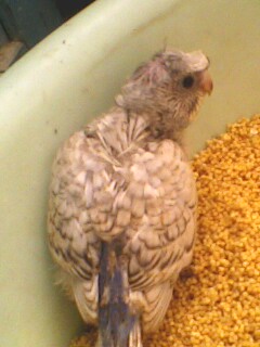 IMG6364A.jpg