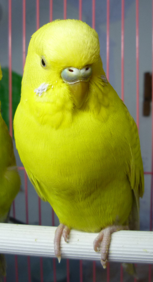 都都鼻子3.jpg