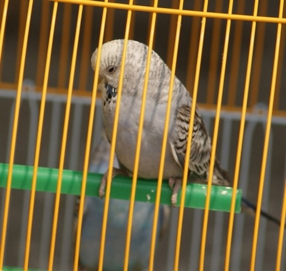DSC03719_cr.jpg