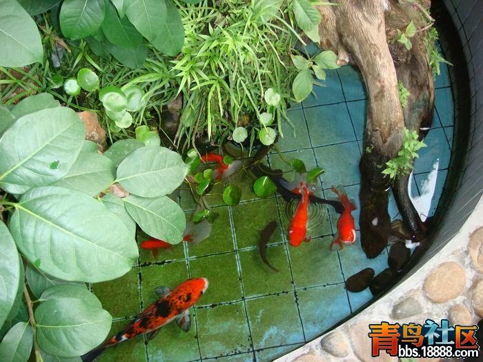 长不大的鱼.JPG
