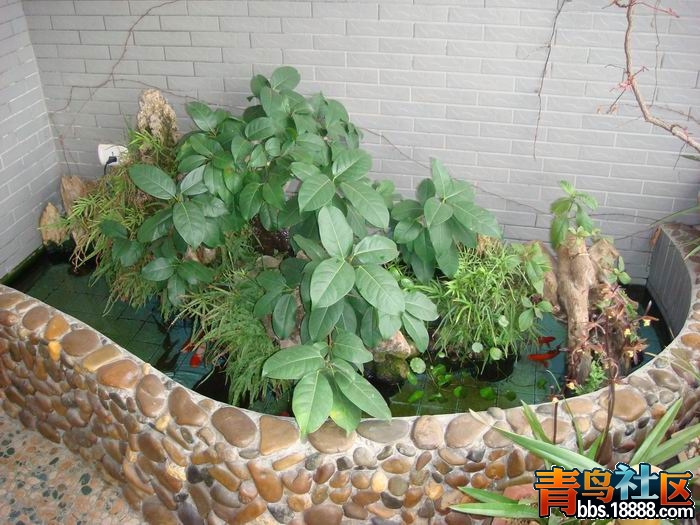 鱼池.JPG