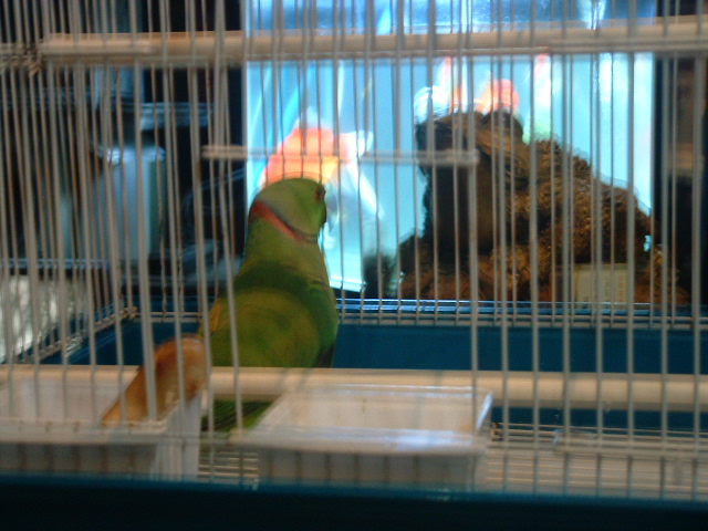 DSCF0385.JPG