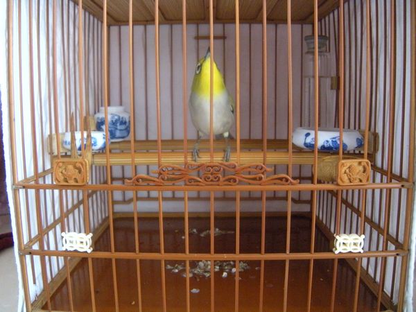 遛鸟回家照鸟5.jpg