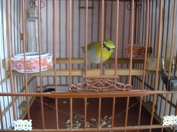 遛鸟回家照鸟15.jpg