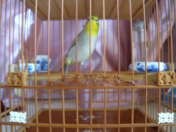 遛鸟回家照鸟21.jpg