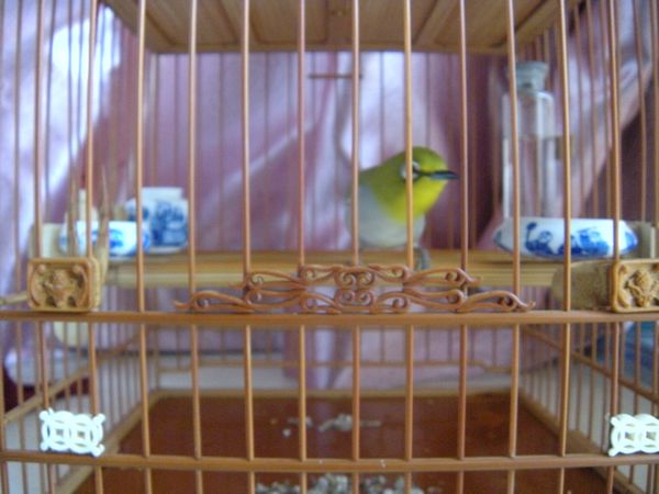 遛鸟回家照鸟16.jpg