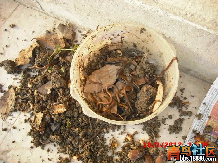 调整大小 CIMG9245.JPG