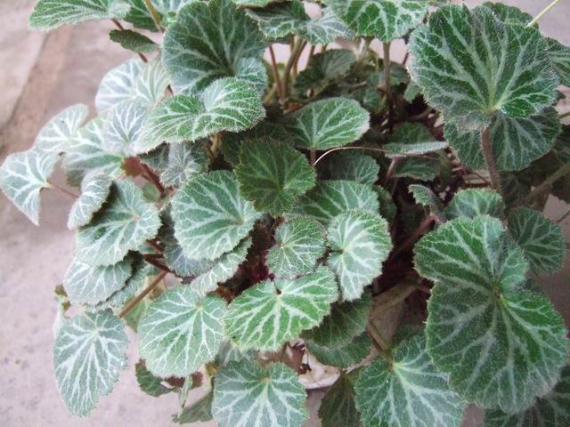 调整大小 DSCF0550.JPG