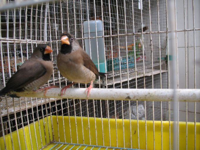 s680_牧十鸟 058.jpg