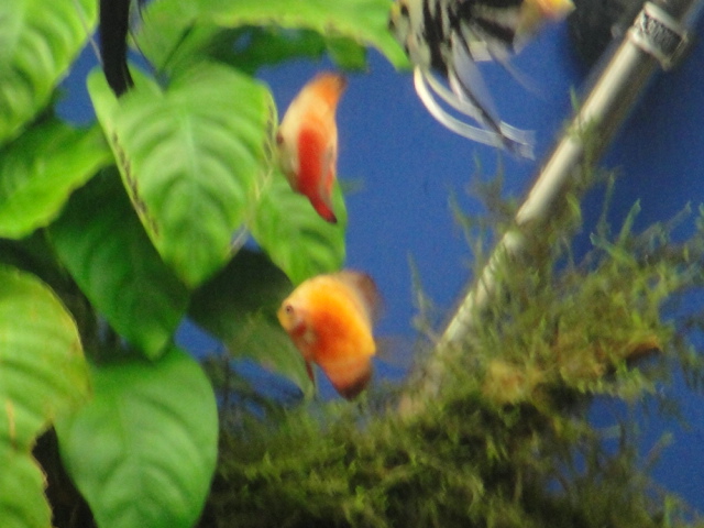 DSC09011.JPG