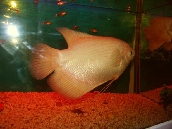 PICT0003.JPG