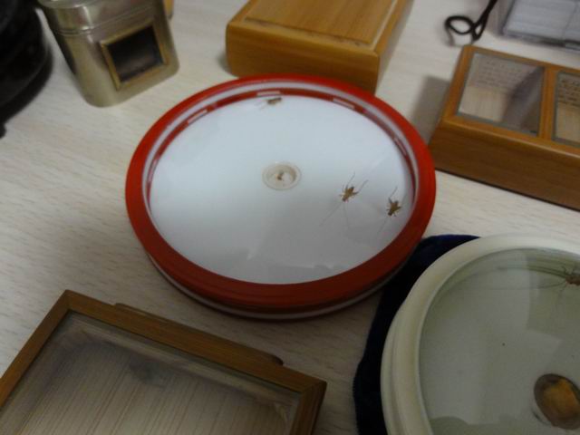 DSC02723.JPG