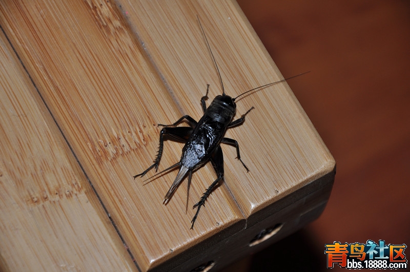 DSC_0049_副本.jpg