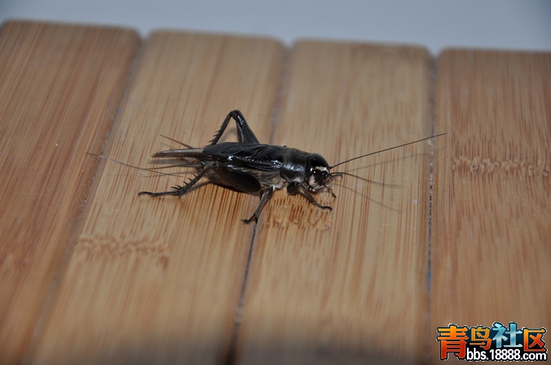 DSC_0054_副本.jpg