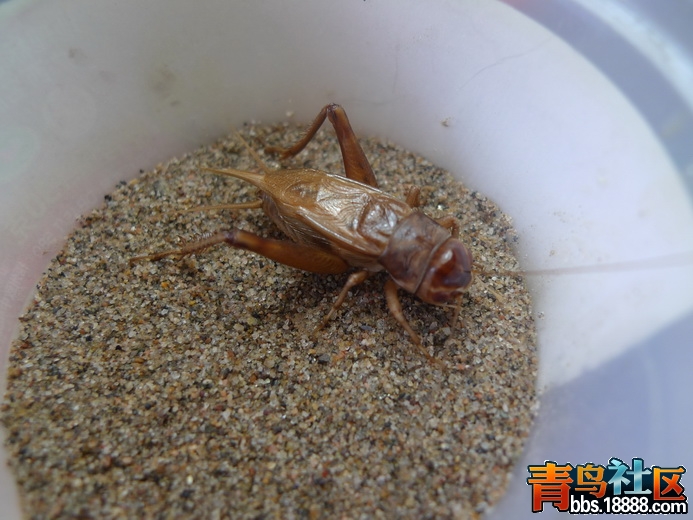 P1010306_调整大小.JPG