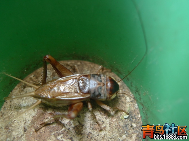 P1010316_调整大小.JPG