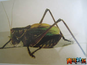 蝈蝈.jpg