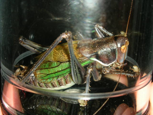 DSCN5909.JPG