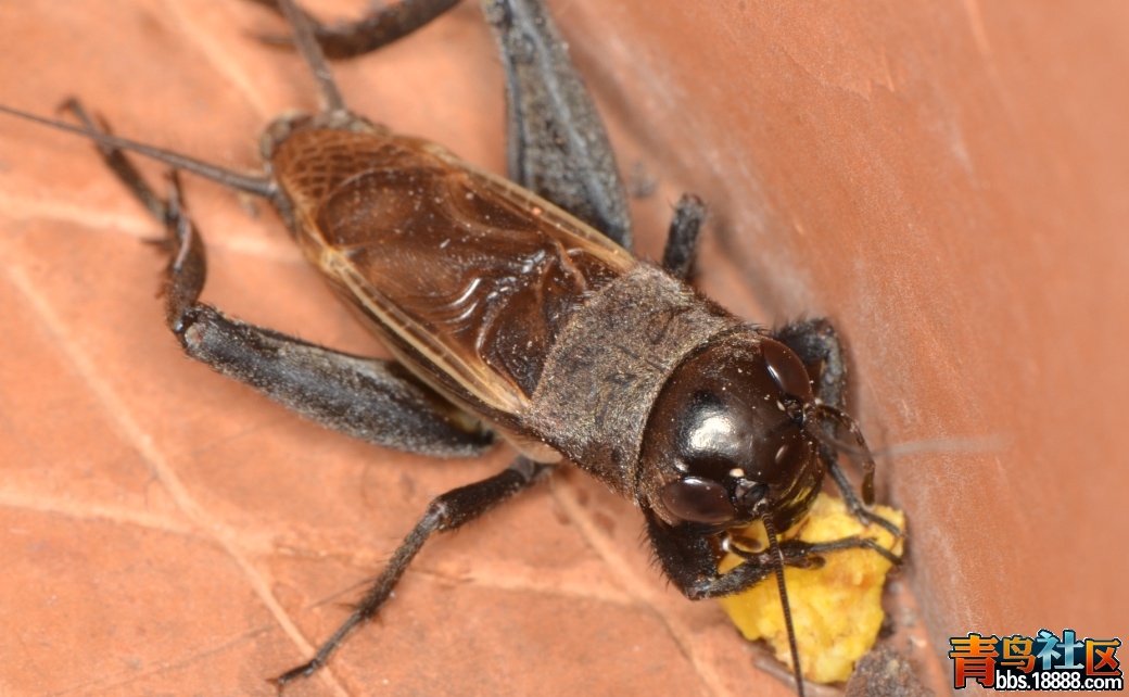 暗珀蟋雄2（sz20120323）.jpg