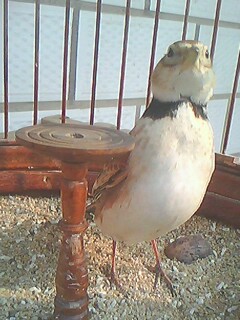 IMG0189A.jpg