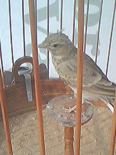 IMG0202A.jpg